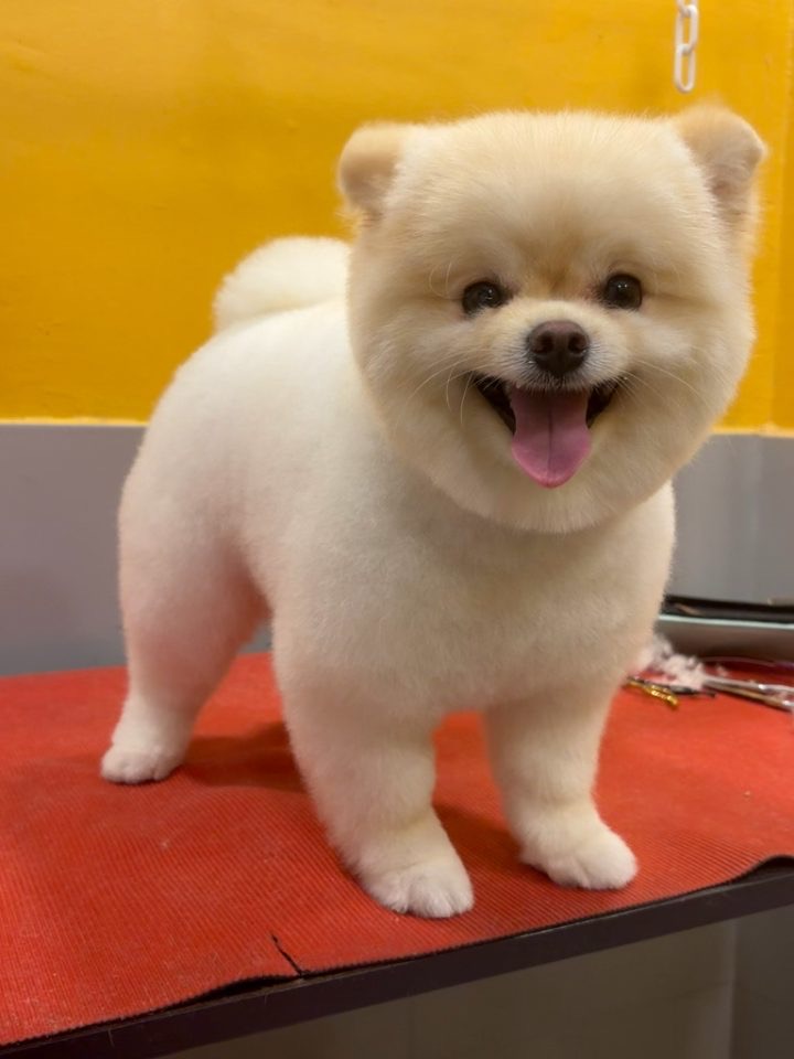 Beyaz tüylü, gülümseyen köpek
