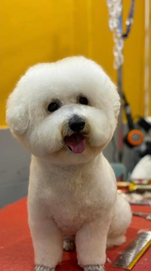 Yuvarlak kafa kesimli beyaz Bichon