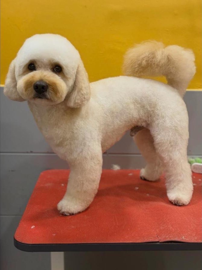 Krem renkli, kuzu kesimli köpek ayakta