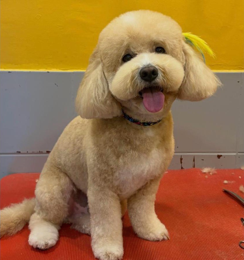 Bakımı yeni bitmiş, dili dışarıda gülümseyen krem renkli köpek, kırmızı tıraş masasında