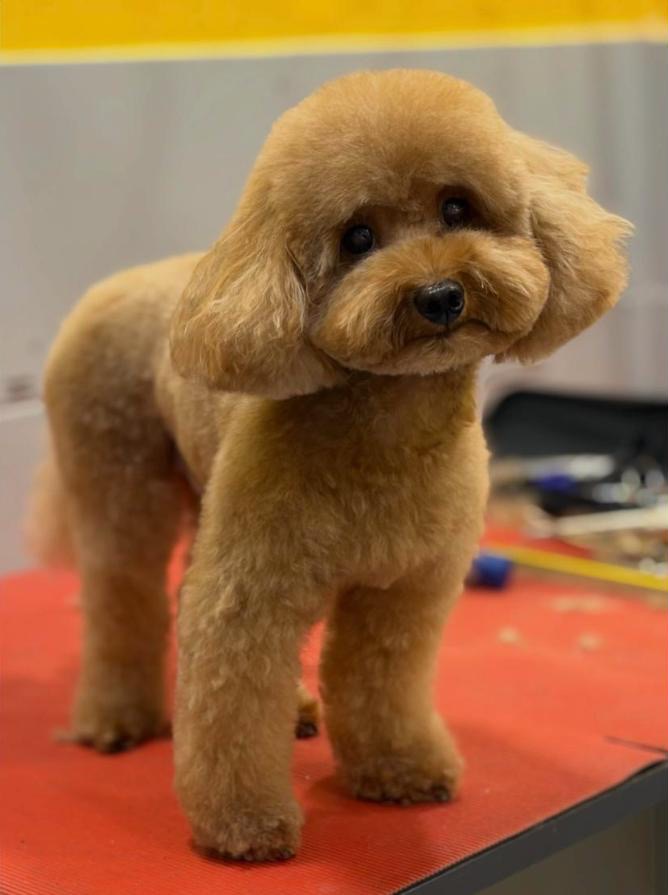 Kızıl renkli toy poodle, makas kesimi