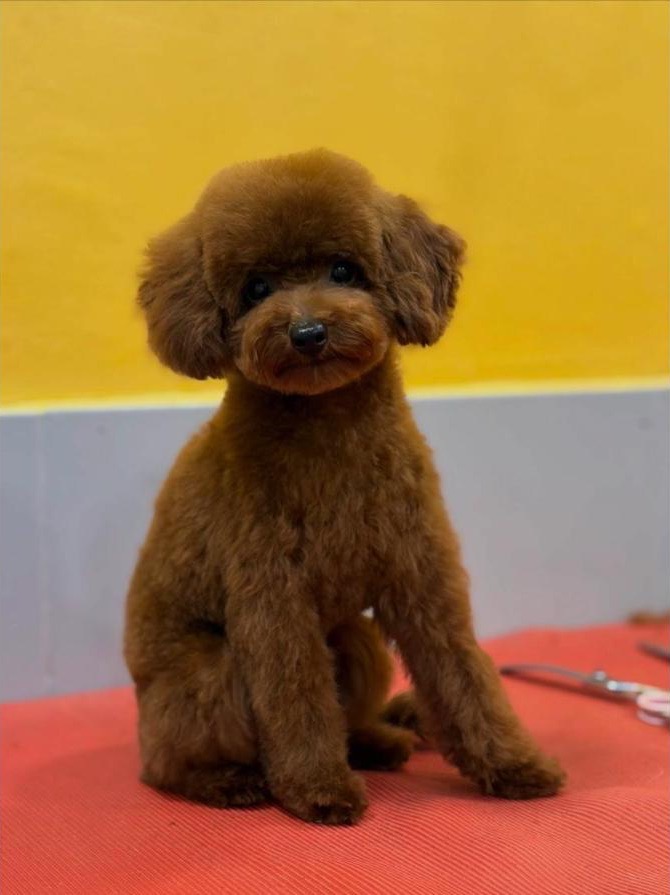Kahverengi yavru poodle oturuyor